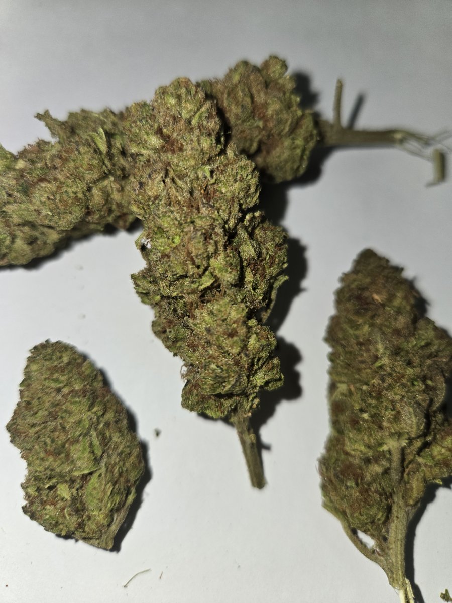 LBF Glitter Bomb 10PK Pre-Roll (10g)(I/H)