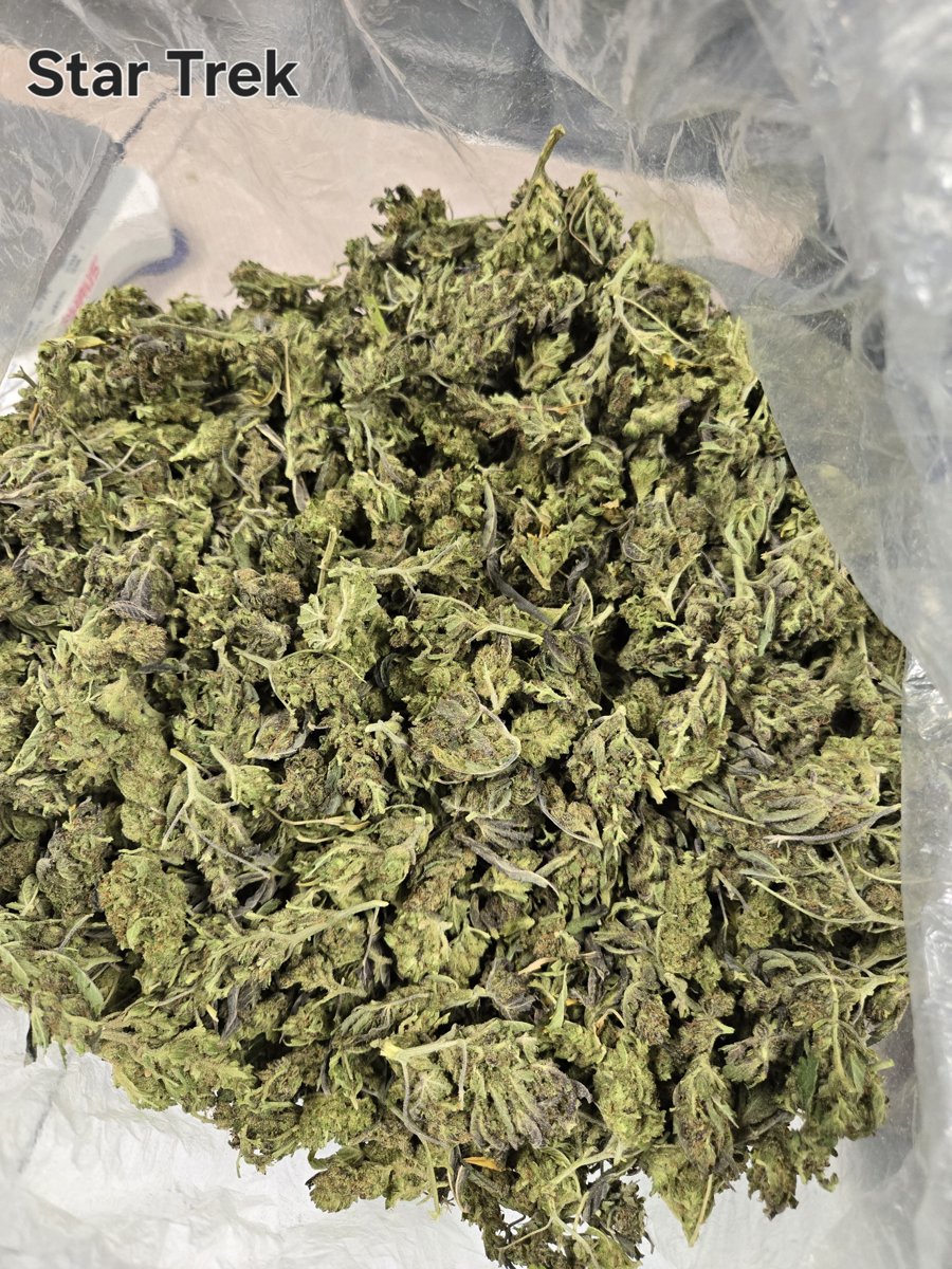 LBF Star Trek (H) 10PK Pre-Roll (10g)