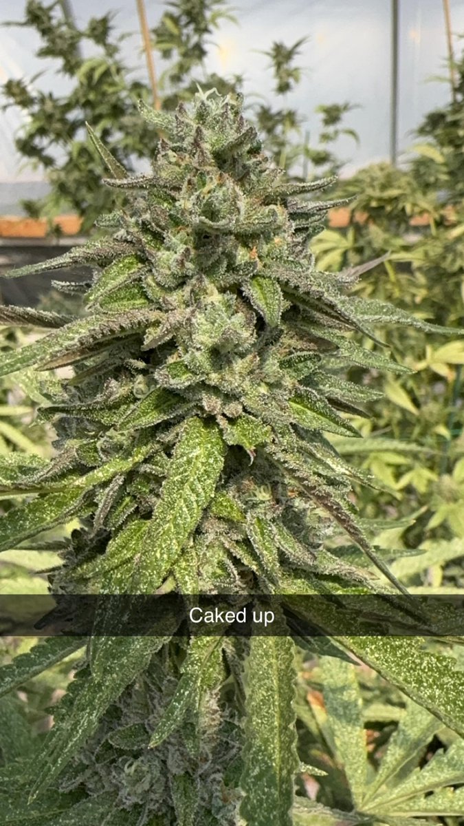 LBF Caked Up 10PK Pre-Roll (10g)(I/H)